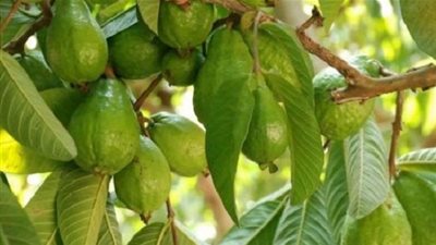 فوائد ورق الجوافة في علاج الكحة ونزلات البرد