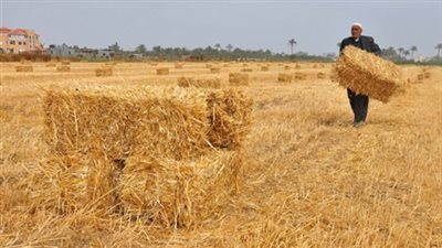 التموين تنفي عدم إصدار الاعتمادات المستندية لـ ٩٤٥ ألف طن قمح