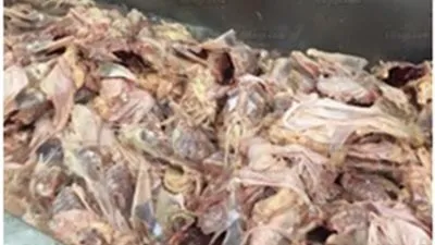 كارثة.. ضبط 900 كيلو دواجن فاسدة داخل مجزر في المرج (صور) 