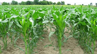 مدير مركز الزراعات التعاقدية: دورنا التحكيم بين الجهات المتعاقدة ووضع سعر استرشادي للمحصول