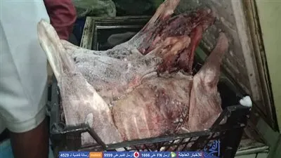 شاهد.. لحظة ضبط 5 حمير مذبوحة داخل ثلاجة في شبرا الخيمة