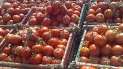 أسعار الخضروات اليوم الخميس 20-12-2018 بسوق العبور.. ارتفاع الطماطم واستقرار البطاطس 