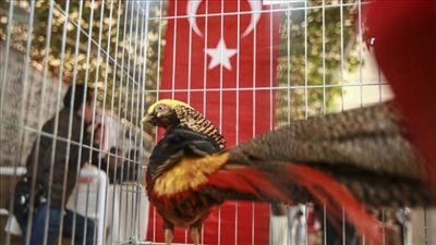 بمشاركة 800 دجاجة وديك.. تركيا تعلن عن مسابقة ملكة جمال الدواجن