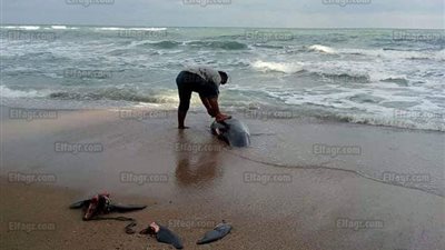 العثور على دولفين نافق بشاطئ أبو قير في الإسكندرية (صور)