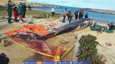 الإسكندرية في 2018.. حادثة غرق تبدأ العام بالأحزان وألغاز آثرية وحيتان نافقة الأكثر إثارة (صور)