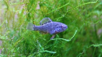 تويوتا ومازدا يدفعان 22.5 مليون ريال.. والسبب سمكة زينة!