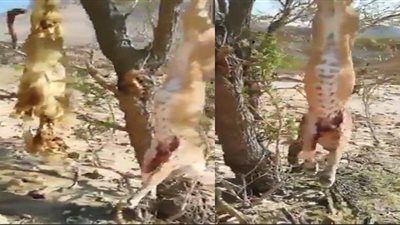 العثور على حيوان 