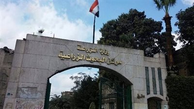 الحكومة تنفي استيراد شحنات قمح مسرطنة