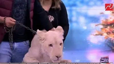 أسد يقتحم استوديو شريف عامر.. شاهد رد فعله (فيديو)