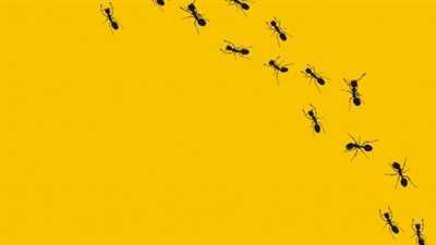 اكتشف علاقة النمل بالتغير المناخي