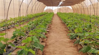 محافظ البحر الأحمر : وادي حوضين أمل جديد في تنمية الصحراء الشرقية