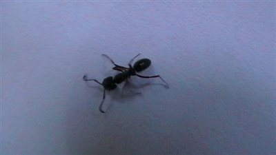 النمل الأسود السام يزحف نحو قطر