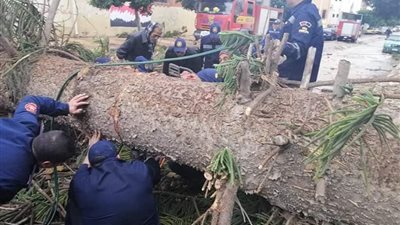 طولها 16 مترًا.. استدعاء الحماية المدنية لانتشال شجرة سقطت بسبب الطقس بالإسكندرية (صور)