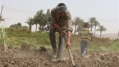 زراعات بطعم المُر.. مخاوف مزارعي 