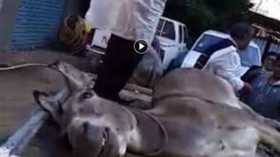 بعد طلب صاحبه.. تشريح جثمان حمار في الشارع بالأقصر (فيديو)