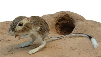 هل تعلم.. ما هو الحيوان الذي يعيش بدون شرب الماء؟