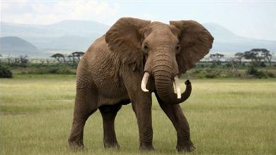 حقائق طريفة عن الأفيال.. تعرف عليها