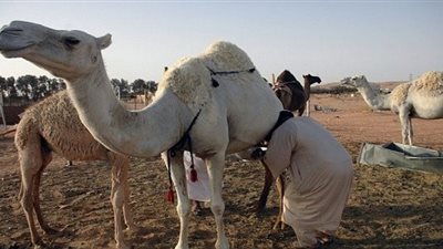 170 مخالفا لقرار منع بيع حليب الإبل في جدة 