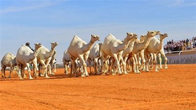 غداً.. انطلاق النسخة الثالثة من مهرجان الملك عبدالعزيز للإبل 