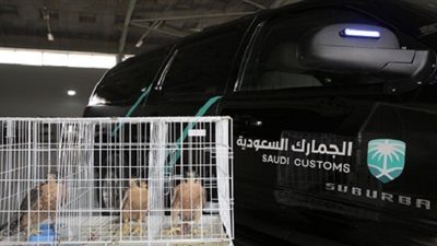 جمرك الوديعة: إحباط محاولة تهريب 3 صقور مُخبأة داخل 