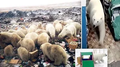 إعلان حالة الطواريء فى منطقة روسية بسبب غزو الدببة القطبية