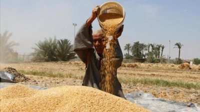 متحدث الزراعة: نعمل على  تقييم تجربة زراعة القمح مرتين في العالم تمهيدًا لتعميمها