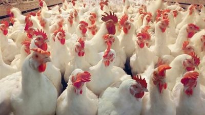 اسعار الفراخ والبيض في السوق اليوم الخميس 14-2-2019