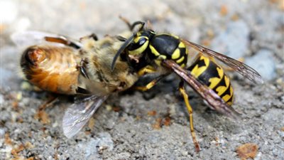 حقائق مثيرة قد لا تعرفها عن النحل!