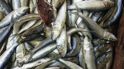 ضبط 40 طن سمك ماكريل و 15 طن كبدة غير صالحة للإستهلاك الآدمى في العبور