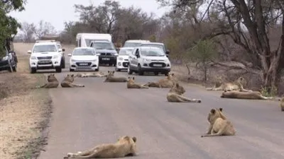 الأسود تسيطر على طريق بحديقة كروجر بجنوب أفريقيا (فيديو)