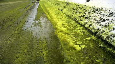 مظاهرات فى مدن روسية بعد ظهور الثلج الأخضر والأسود