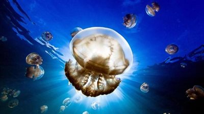 معلومات عن قنديل البحر.. تعرف عليها