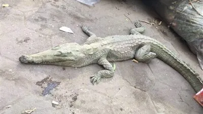 تمساح حي يتجول في شوارع المهندسين.. ومارة يلتقطون صورا له (صور)