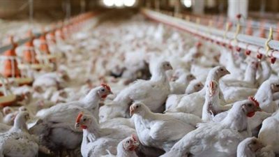 يوسف ملاح: الفيروسات اكتسحت مزارع الدواجن بنسبة تصل لـ60%