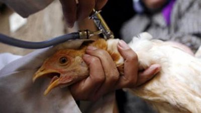 الحقيقة الكاملة لاكتشاف نوع جديد من إنفلونزا الطيور