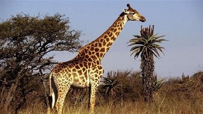 معلومات شيقة عن الزرافة.. تعرف عليها