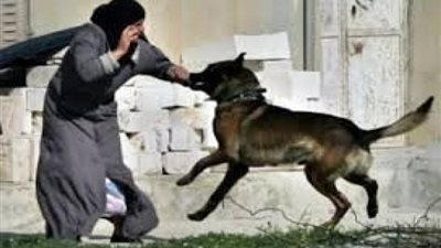 بعد ضحية الرحاب.. فتح تحقيق في إصابة طالبة ماليزية بعقر كلب في الإسكندرية 