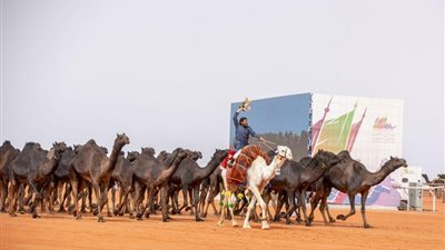إدارة مهرجان الإبل تستبعد مشاركا في فئة 100 