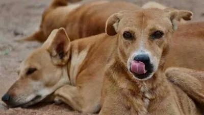 الزراعة: مصر بها 16 مليون كلب.. ولسنا معنيين بحماية المجتمع منهم