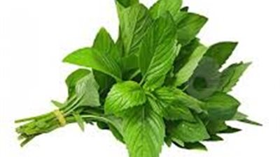 تحذير خطير للرجل.. لا تنخدع بفوائد النعناع