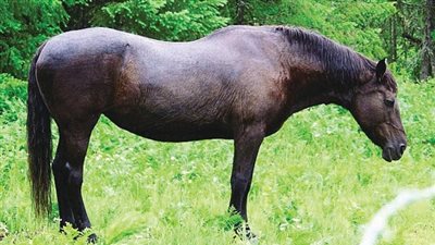 معلومات مدهشة عن الخيول.. اكتشفها