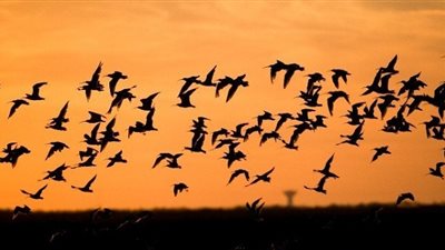 معلومات شيقة عن الطيور.. اكتشفها