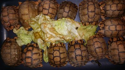 مصادرة 13 سلحفاة من سوق الجمعة بالإسكندرية 