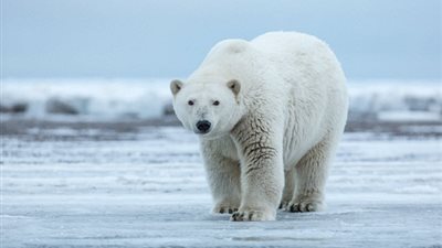 حقاءق مذهلة عن الدب القطبي.. اكتشفها