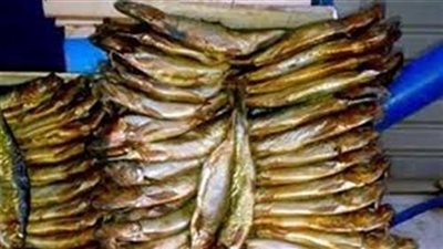 ضبط ١٠٤ طن رنجة فاسدة قبل ترويجها في الغربية 