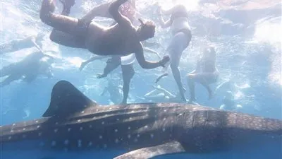 الإنقاذ البحري: ظهور القرش الحوتي 