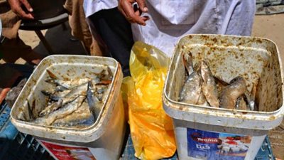 صحة سوهاج تحذر المواطنين من تناول الفسيخ: أسماك نافقة وتصيب بالشلل