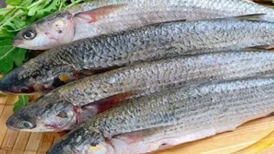 قبل شم النسيم بأيام.. تعرف على أسعار الفسيخ والسردين والرنجة