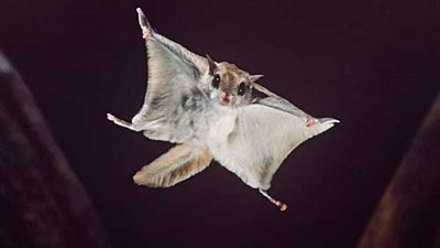 حقائق شيقة عن السنجاب.. اكتشفها