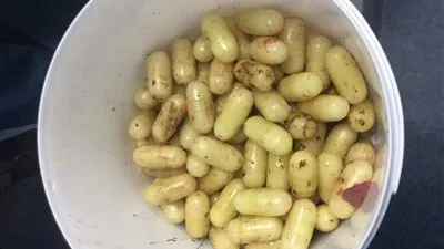 معتمر باكستاني يهرب كبسولات مخدره بأحشاءه